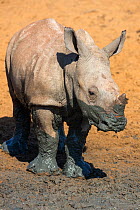 White rhinoceros calf (Ceratotherium simum), Mkhuze Game Reserve, KwaZulu-Natal, South Africa, May
