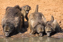 Chacma baboons (Papio ursinus) group drinking at waterhole with juveniles. Mkhuze Game Reserve, KwaZulu-Natal, South Africa, June