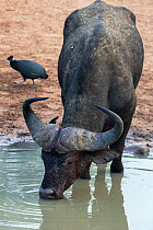 Cape buffalo (Syncerus caffer) drinking with Crested guineafowl (Guttera pucherani) in the background, Mkhuze Game Reserve, KwaZulu-Natal, South Africa, June