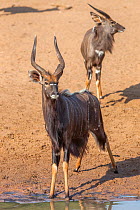 Nyala  (Tragelaphus angasii) bulls, Mkhuze Game Reserve, KwaZulu-Natal, South Africa, May