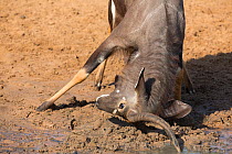 Nyala  (Tragelaphus angasii), bull ground-raking, Mkhuze Game Reserve, KwaZulu-Natal, South Africa, May