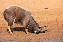 Nyala (Tragelaphus angasii), bull ground raking, Mkhuze Game Reserve, KwaZulu-Natal, South Africa, June