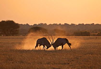 Gemsbok (Oryx gazella) sparring at sunset, Deception Pan, Central Kalahari Game Reserve, Botswana.