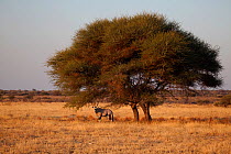 Gemsbok (Oryx gazella) under tree, Deception Pan,  Central Kalahari Game Reserve, Botswana.