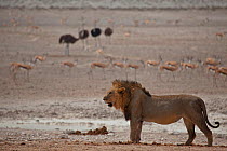 Lion (Panthera leo) male, watched by Thomson's gazelle (Eudorcas thomsonii) and Ostriches (Struthio camelus) Etosha National Park, Namibia.