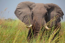 African elephant (Loxodonta africana) among rushes, Okavango Delta, Botswana.