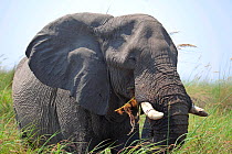 African elephant (Loxodonta africana) eating rushes, Okavango Delta, Botswana.