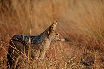Black backed jackal (Canis mesomelas) Deception Pan, Central Kalahari Game Reserve, Botswana.