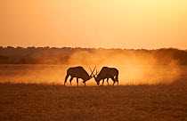 Gemsbok (Oryx gazella) sparring at sunset, Deception Pan, Central Kalahari Game Reserve, Botswana.