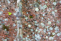 Birch tree (Betula pendula) with lichen, camouflaged against lichen covered rock face,  Muddus National Park, Sweden.  September 2014. Highly commended in GDT European Wildlife Photographer of the Yea...
