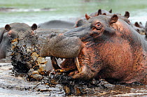 Hippopotamus (Hippopotamus amphibius) bull emerging from water to charge, iSimangaliso Wetland Park, KwaZulu Natal National Park.  South Africa. Specially commended in the Animal Portraits category of...