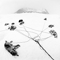 Inuit sled dogs resting, near Ittoqortoormiit, Scoresbysund, Greenland. Second Prize in the Nature category of the Spider Black and White Photography Competition 2015.