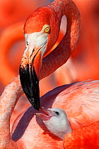 Caribbean flamingo (Phoenicopterus ruber) adult feeding chick, Ria Lagartos Biosphere Reserve, Yucatan Peninsula Mexico, June. Winner of the CONABIO Nature Photography Competition 2015.