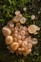 Beech jellydisc fungus (Neobulgaria pura) growing on the fallen trunk of a Beech tree (Fagus sylvatica). Peak District National Park, Derbyshire, UK. October.