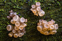 Beech jellydisc fungus (Neobulgaria pura) growing on the fallen trunk of a Beech tree (Fagus sylvatica). Peak District National Park, Derbyshire, UK. October.