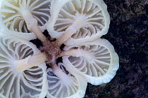 Porcelain fungus (Oudemansiella mucida) on the underside of a dead beech tree branch. Peak District National Park, Derbyshire, UK. September.