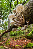 Porcelain fungus (Oudemansiella mucida) growing on dead Beech tree (Fagus sylvatica). Peak District National Park, Derbyshire, UK. October.