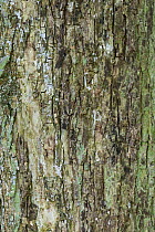 Bark of mature Field maple (Acer campestre). Cambridgeshire, UK, September.