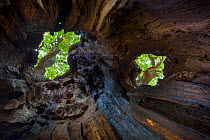 View up to canopy through holes in a veteran English Oak tree (Quercus robur). Ancient oak trees are often hollow inside, with their heartwood rotting away completely. Sherwood Forest National Nature...