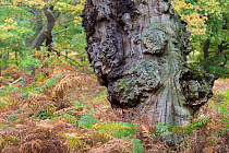 Veteran English oak tree (Quercus robur), showing area of dead wood. Sherwood Forest National Nature Reserve, Nottinghamshire, UK. October.