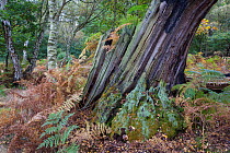 Veteran English Oak tree (Quercus robur), showing area of dead wood. Sherwood Forest National Nature Reserve, Nottinghamshire, UK. October.