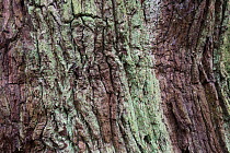 Close up of a veteran English Oak tree (Quercus robur), showing area of dead wood.Sherwood Forest National Nature Reserve, Nottinghamshire, UK. October.