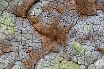 Close up of a veteran English Oak tree (Quercus robur), showing area of dead wood. Sherwood Forest National Nature Reserve, Nottinghamshire, UK. October.