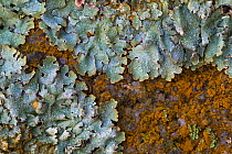 Lichen (Parmelia saxatilis) interspersed with  orange patches of a Green alga (Trentepohlia sp.) that gets its unusual colouration from the haematochrome (-carotene) it contains. Found growing on a gr...