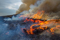 Controlled burning of heather moorland, Derwent Edge, Peak District National Park, Derbyshire, UK. October 2015.
