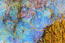 Heathland pool, Surrey, UK. October. The multicoloured film results from chemoautotrophic bacteria that oxidise iron and manganese ions in the water, with the colours being caused by thin film interfe...