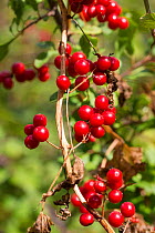 Black bryony (Tamus communis) berries. Cambridgeshire, UK. September.