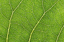 Hybrid Black poplar (Populus x canadensis) leaf detail showing venation. Cambridgeshire, UK. September.