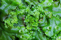 Endive Pellia liverwort (Pellia endiviifolia) in centre growing through Common Liverwort (Marchantia polymorpha), the latter bearing cups containing gemmae (used in asexual reproduction). Lathkill Dal...