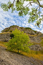 Ash trees (Fraxinus excelsior) growing on limestone scree in Lathkill Dale, Peak District National Park, Derbyshire, UK. September.