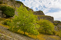 Ash trees (Fraxinus excelsior) growing on limestone scree in Lathkill Dale, Peak District National Park, Derbyshire, UK. September.