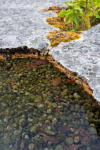 Shallow pool on an area of limestone pavement containing Freshwater grapes (Nostoc sp.), a blue-green algae or cyanobacteria. Gait Barrows National Nature Reserve, Lancashire, UK. September.