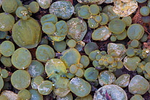 Freshwater grapes (Nostoc sp.), a blue-green algae or cyanobacteria, found in a shallow freshwater pool on an area of limestone pavement. Gait Barrows National Nature Reserve, Lancashire, UK. Septembe...