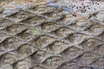 Lycopod plant fossil in sandstone. Peak Distirct National Park, Derbyshire, UK.