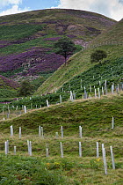 Native tree planting in Cranberry Clough, Howden Moors. Peak District National Park, Derbyshire, UK. August 2015.