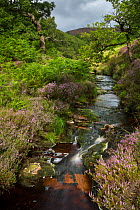 Tannin-stained brook in Stainery Clough, Peak District National Park, Derbyshire, UK. August 2015.