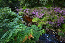 Bracken (Pteridium aquilinum), heather and tannin-stained brook, Stainery Clough, Peak District National Park, Derbyshire, UK. August 2015.