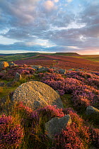 View towards Higger Tor from Over Owler Tor with heather in full bloom. Abandoned millstone can be seen in the foreground. Peak District National Park, Derbyshire, UK. August 2015.
