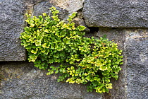 Wall rue spleenwort (Asplenium ruta-muraria) growing out of a stone wall. Derbyshire, UK. August.