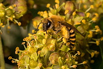 Ivy bee (Colletes hederae) loaded with pollen from Ivy flowers (Hedera helix) Surrey, UK. October.