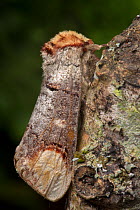 Buff-tip moth (Phalera bucephala) Dorset, UK. August.