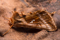 Plain Golden Y moth (Autographa jota) Peak District National Park, Derbyshire, UK. August.