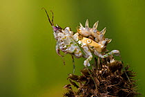 Spiny flower mantis nymph (Pseudocreobotra wahlbergii). Captive, originating from Africa.