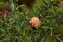 Heath potter wasp (Eumenes coarctatus) nest, Dorset, UK. August.