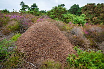 Wood Ant (Formica rufa) nest on heathland. Dorset, UK. August.