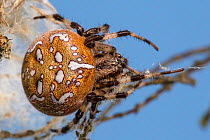 Four-spot orb weaver spider (Araneus quadratus) female  Surrey, UK. October.